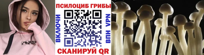 mega ссылка Шацк Псилоцибиновые грибы Cubensis цены наркотик